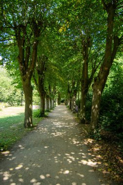 Ağaçlarla kaplı sakin bir patika, yere gölge düşürüyor, atmosferi davet ediyor.