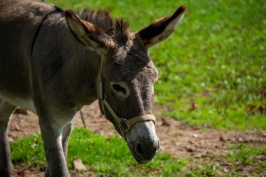Çimenli bir alanda eşeğin yakın çekimi, özelliklerini ve ifadesini sergiliyor.