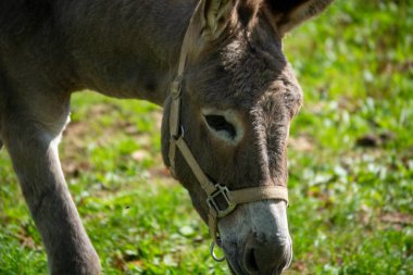 Yeşil çimenlerde otlayan bir eşeğin kafasının yakın plan çekimi, özelliklerini ve dizginlerini sergiliyor
