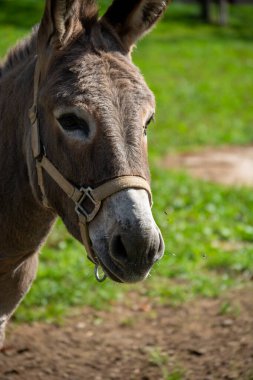 Yeşil çimenli bir arka plan üzerine kurulmuş, bir eşeğin askılı yüz yakın plan
