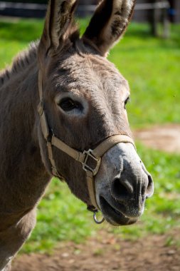 Yeşil çimenli bir arka plan üzerine kurulmuş, bir eşeğin askılı yüz yakın plan