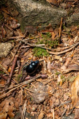 Kuru yapraklardan ve dallardan oluşan bir yatakta parlayan siyah bir böcek.