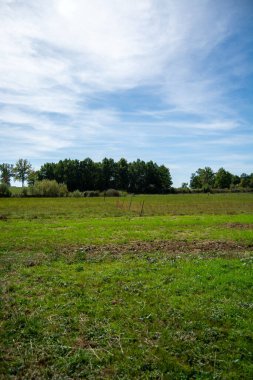 Arka planda ağaçlarla çevrili, dağınık bulutlu, mavi gökyüzünün altında yeşil bir tarlaya sahip huzurlu bir manzara.