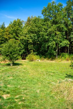 Berrak mavi gökyüzünün altında yemyeşil ağaçlarla dolu sık bir ormana uzanan çimenli bir yola sahip huzurlu bir manzara.