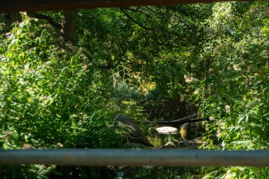 Yoğun yeşillik ve ahşap parmaklıklarla çerçevelenmiş küçük bir dere manzarası.
