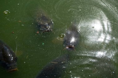 Yüzey yansımaları olan bulanık yeşil suda yüzen üç balık.