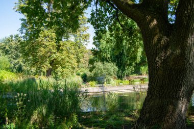 Geniş bir ağaç, yemyeşil bir gölet ve berrak mavi bir gökyüzünün altında yansımaları olan sakin bir park manzarası.