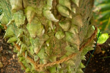 Keskin, çıkıntılı dikenleri ve yeşilimsi kabuğu olan ağaç gövdesine yakın plan.