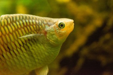 Akvaryumda yüzen renkli bir balığın yakından çekimi, pullarını ve gözlerini gösteriyor.