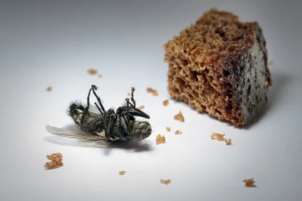 Dead fly near peace of bread — Stock Photo, Image