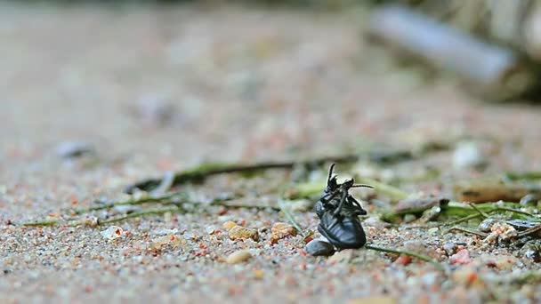 Black beetle lying on its back and can not get up on sand background — Stock Video