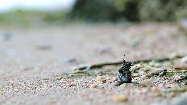 Coléoptère noir couché sur le dos et ne peut pas se lever sur fond de sable — Video