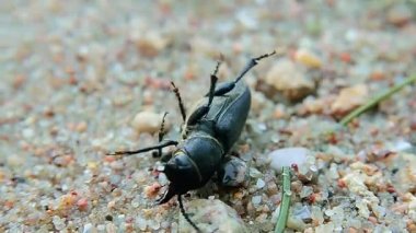 Böceği sırtında yatarken siyah ve kum zemin üzerine alamıyorum