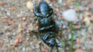 Siyah böceği rulo ve kendi ayakları üzerinde alır