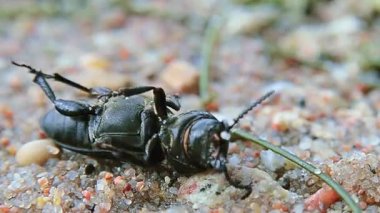 Böceği sırtında yatarken siyah ve kum zemin üzerine alamıyorum