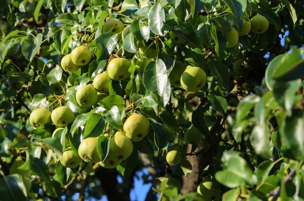 Fresh organic pears on tree branch — Stock Photo, Image