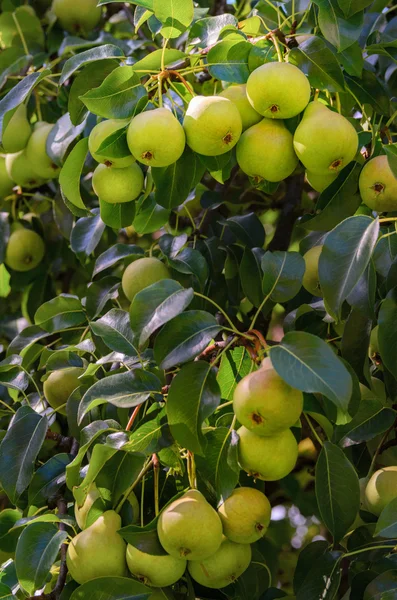 Peras orgánicas frescas en rama de árbol —  Fotos de Stock