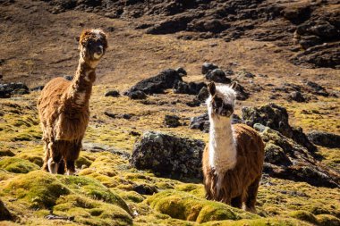 İskoçya 'da ayakta duran iki alpaka. Fotoğraf And Dağları, Peru 'da sabahın erken saatlerinde çekildi..