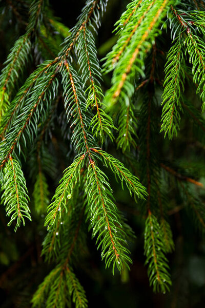 Close-up view of green twigs of common spruce with raindrops. Photograph taken in the forest of Little Carpathians, west Slovakia during rain. Beautiful green natural forest background.