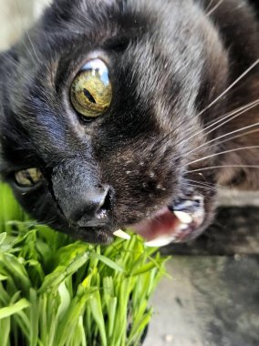 Siyah bir kedi kediler için uygun taze yeşil çimenleri kemirir. Görüntü kedinin kişiliğini ve çekiciliğini yakalıyor, neşe ve neşe uyandırıyor..