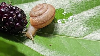 Bir salyangoz, su damlacıkları olan dut yaprağının üzerinde dinlenir. Resim, salyangozun kabuğu ve yaprağının detaylarını vurgular..