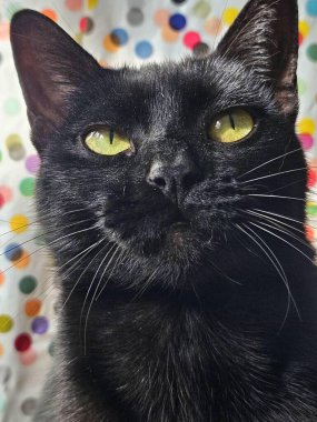 Parlak kürkü ve büyüleyici yeşil gözleri olan görkemli siyah bir kedinin yakın çekimi. Renkli benekli arka plan, kedinin dışavurumluluğunu vurgulayan eğlenceli ve canlı bir dokunuş ekliyor..