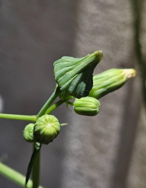 Yaprakları ve gelişen tomurcukları olan bir bitkinin yeşil filizlerinin yakın plan görüntüsü bitki yaşamının güzelliğini ve karmaşıklığını ve doğadaki büyümeyi gözler önüne seriyor..
