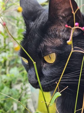 Canlı dallar ve yapraklar arasında delici sarı gözleri olan siyah bir kedinin yakın çekimi. Koyu kürk, yemyeşil yapraklara karşı gizemi, huzuru ve yabani merakı çağrıştırıyor..