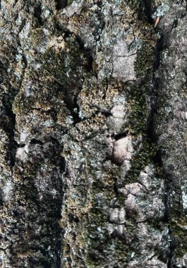 Yeşil yosun ve doğal yosun ile kaplı kaba ağaç kabuğunu kapatın. Orman ortamında doğal yosun dokusu. Yüksek kalite fotoğraf