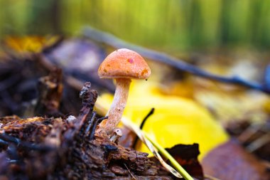 Yağmurdan sonra mantarla birlikte nemli sonbahar yaprakları. Yüksek kalite 4k görüntü