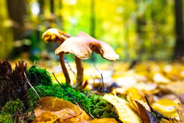 Yağmurdan sonra mantarla birlikte nemli sonbahar yaprakları. Yüksek kalite 4k görüntü