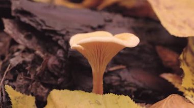 Yağmurdan sonra mantarla birlikte nemli sonbahar yaprakları. Yüksek kalite 4k görüntü