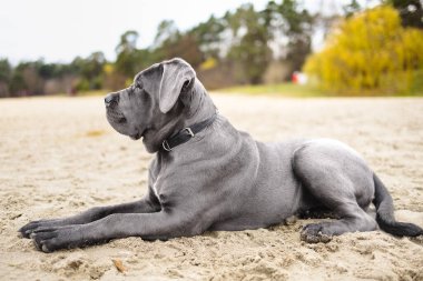 Sevimli 2 aylık Cane Corso Puppy Portresi. Yüksek kalite 4k görüntü