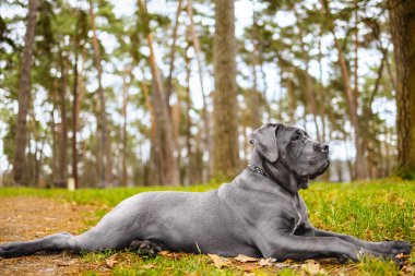 Sevimli 2 aylık Cane Corso Puppy Portresi. Yüksek kalite 4k görüntü