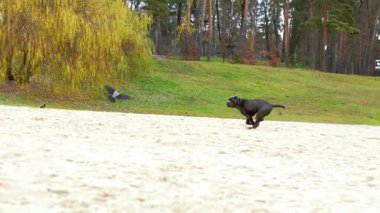 Sevimli 2 aylık Cane Corso Puppy Portresi. Yüksek kalite 4k görüntü