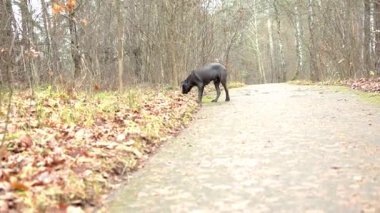 Sevimli 2 aylık Cane Corso Puppy Portresi. Yüksek kalite 4k görüntü