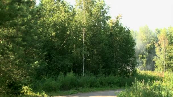 As crianças deixam o lugar chama na floresta em bicicletas — Vídeo de Stock