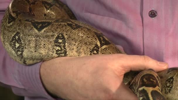 Hombre mantenga gran serpiente constrictor en las manos, de cerca disparo — Vídeo de stock