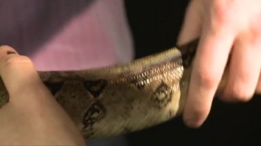 İki büyük yılan yılanı elinde tutan adamın, atış yakın