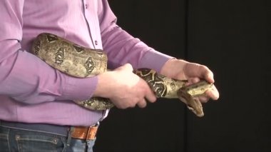 bir dakika dostum büyük boa yılanı elinde, boa dokunmak diğer adam deneyin,