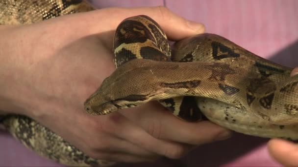 Man hold large boa constrictor in hands, other man try to touch the snake — Stock Video