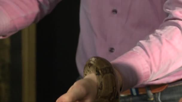 Two mans try to hold large boa constrictor in hands — Stock Video