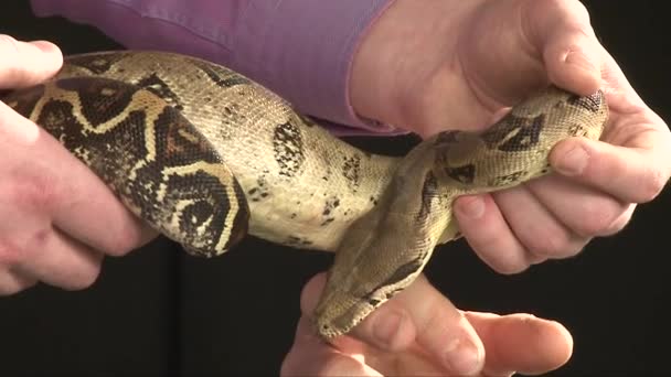 Large Boa Constrictor Moving In Man Hands, Close Up Shot — Stock Video