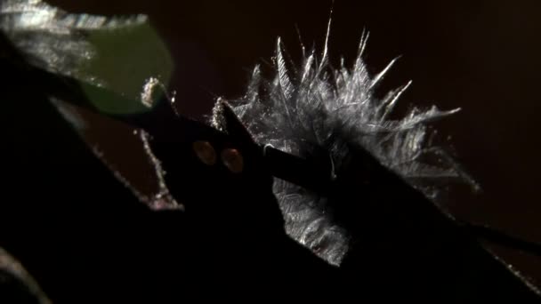 Textil murciélago halloween guirnalda decoración moviéndose en el viento — Vídeo de stock