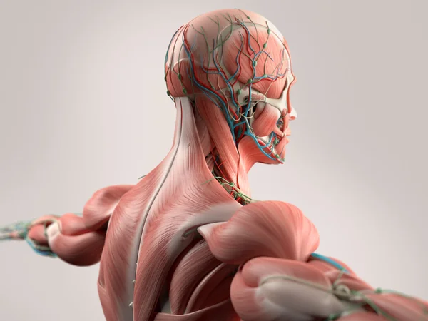 Menschliche Anatomie mit Gesichts-, Kopf-, Schulter- und Rückenmuskulatur, Knochenstruktur und Gefäßsystem. — Stockfoto