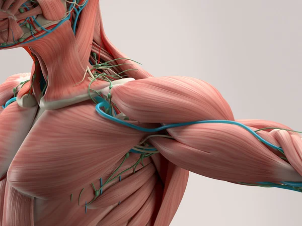 Анатомія людини, що показує плечі м'язова система, судинна система . — стокове фото