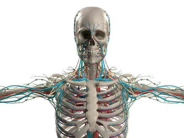 Anatomia umana che mostra testa, spalle e busto, struttura ossea e sistema vascolare — Foto Stock