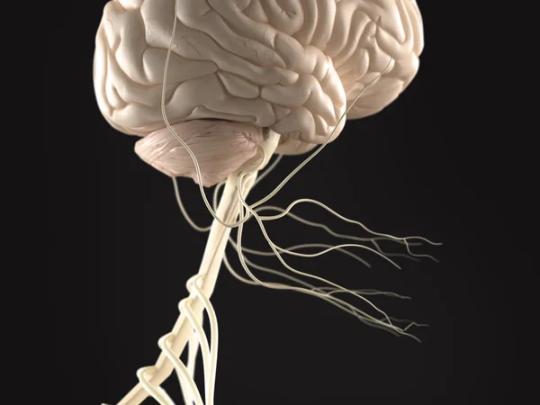 Az agy és az idegrendszer az emberi anatómia megtekintése. — Stock Fotó
