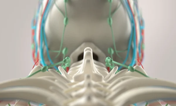Человеческая анатомия, уникальный вид позвоночника, позвонков и черепа. Глубина поля. Крупный план . — стоковое фото