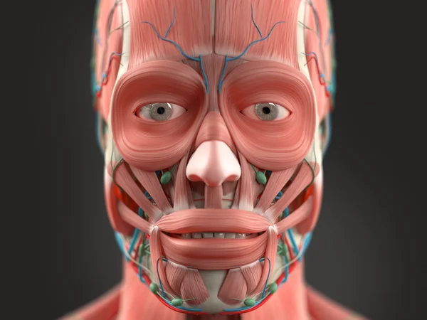 Ludzka Anatomia twarz i głowa zbliżenie pokazując oczy, muskularne usta systemu, Układ naczyniowy na ciemnym tle. — Zdjęcie stockowe